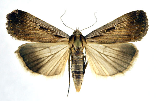 /filer/webapps/moths/media/images/E/exsiccata_Tathorhynchus_A_NHMO.jpg
