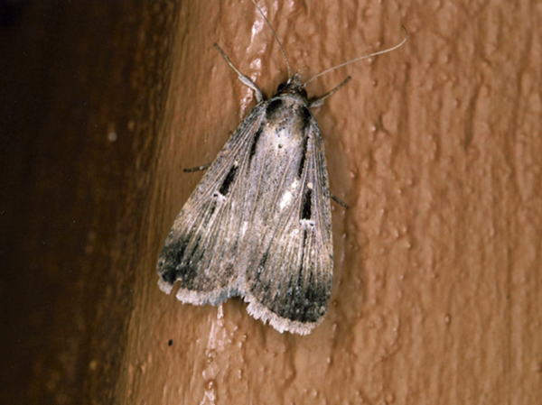 /filer/webapps/moths/media/images/E/exsiccata_Tathorhynchus_A_Roland_12.jpg