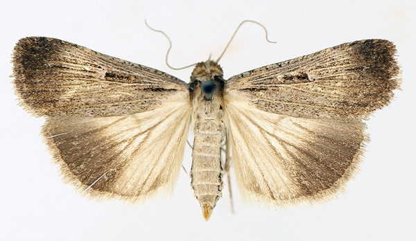 /filer/webapps/moths/media/images/E/exsiccata_Tathorynchus_AF_TMSA_01.jpg