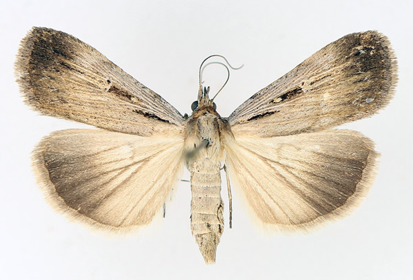 /filer/webapps/moths/media/images/E/exsiccata_Tathorynchus_AF_TMSA_02.jpg