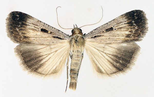 /filer/webapps/moths/media/images/E/exsiccata_Tathorynchus_AM_TMSA_01.jpg