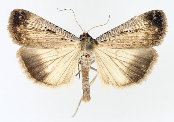 /filer/webapps/moths/media/images/E/exsiccata_Tathorynchus_AM_TMSA_02.jpg