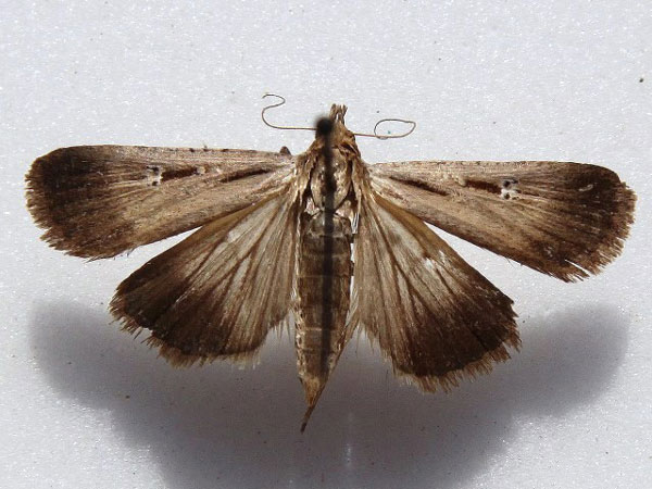 /filer/webapps/moths/media/images/E/exsiccata_Tathorynchus_A_Goff.jpg
