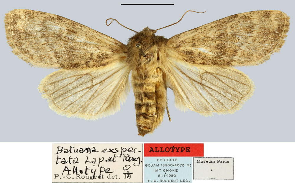/filer/webapps/moths/media/images/E/exspectata_Batuana_AT_MNHN.jpg