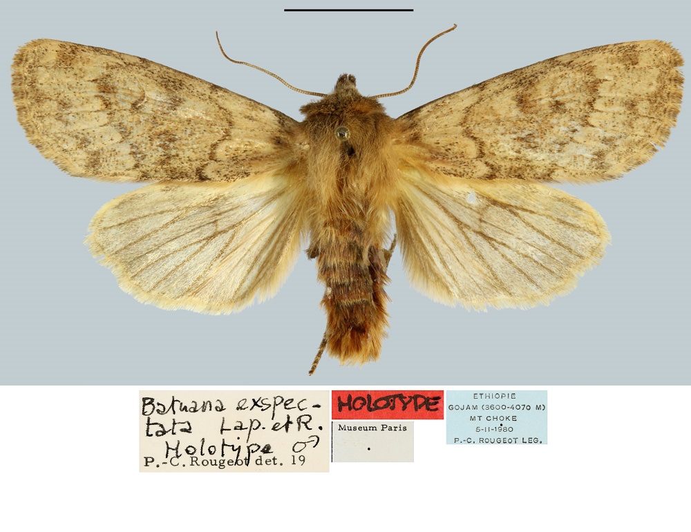 /filer/webapps/moths/media/images/E/exspectata_Batuana_HT_MNHN.jpg