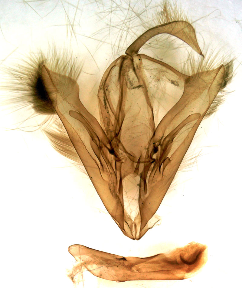 /filer/webapps/moths/media/images/E/extensa_Eudrapa_GMHT_Berio-760.jpg