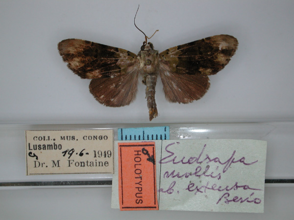 /filer/webapps/moths/media/images/E/extensa_Eudrapa_HT_RMCA_01.jpg