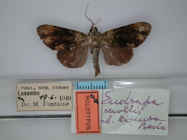 /filer/webapps/moths/media/images/E/extensa_Eudrapa_HT_RMCA_01.jpg