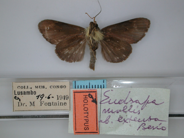 /filer/webapps/moths/media/images/E/extensa_Eudrapa_HT_RMCA_02.jpg