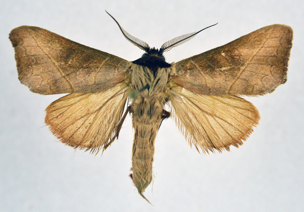 /filer/webapps/moths/media/images/E/extensa_Peratodonta_AM_NHMO.jpg