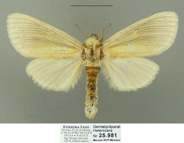 /filer/webapps/moths/media/images/E/extenuata_Antheua_AF_Schintlmeister_01.jpg