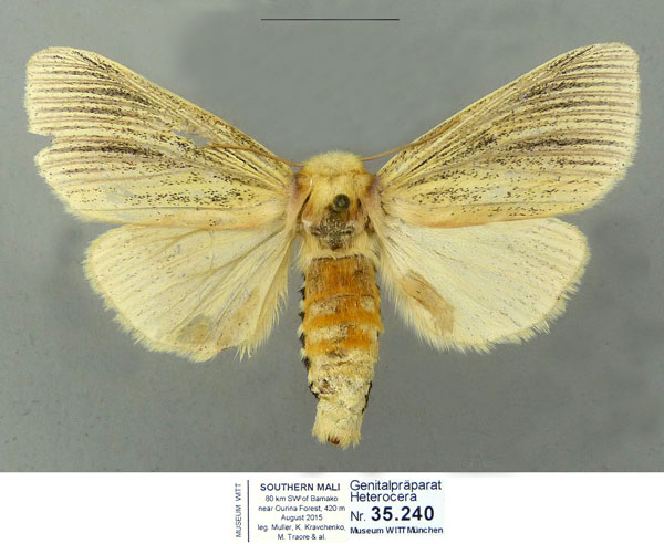 /filer/webapps/moths/media/images/E/extenuata_Antheua_AF_Schintlmeister_02.jpg