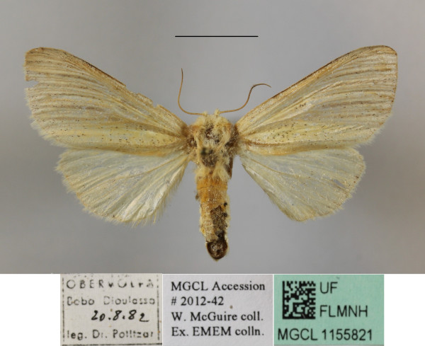 /filer/webapps/moths/media/images/E/extenuata_Antheua_A_MGCLa_01.JPG