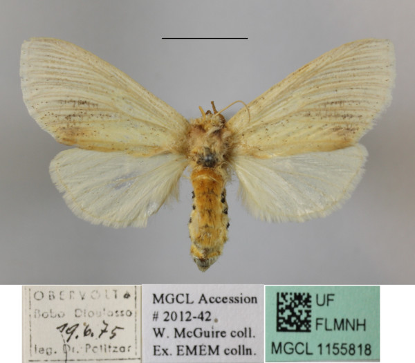 /filer/webapps/moths/media/images/E/extenuata_Antheua_A_MGCLa_02.JPG