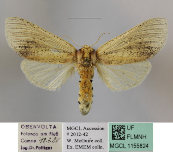 /filer/webapps/moths/media/images/E/extenuata_Antheua_A_MGCLa_03.JPG