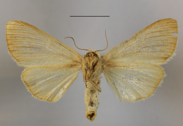 /filer/webapps/moths/media/images/E/extenuata_Antheua_A_MGCLb_01.JPG