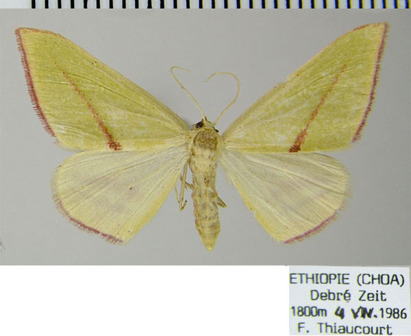 /filer/webapps/moths/media/images/E/extenuata_Chlorerythra_AF_ZSM.jpg