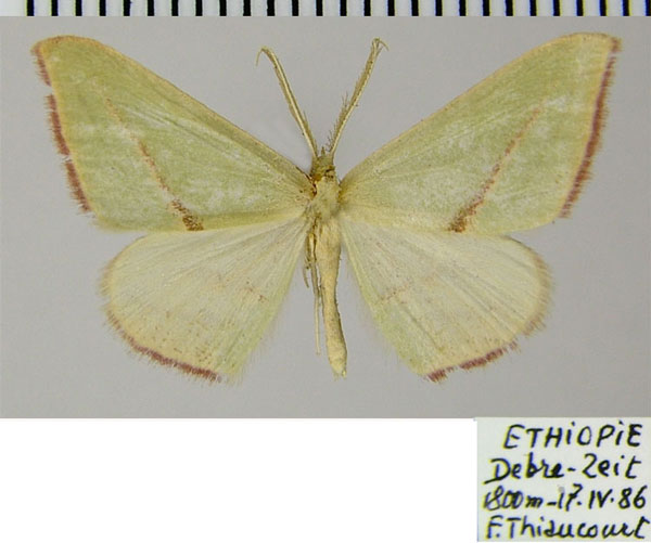 /filer/webapps/moths/media/images/E/extenuata_Chlorerythra_AM_ZSMa.jpg