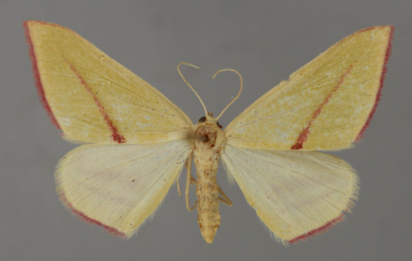 /filer/webapps/moths/media/images/E/extenuata_Chloryrethra_A_ZSM_01.jpg