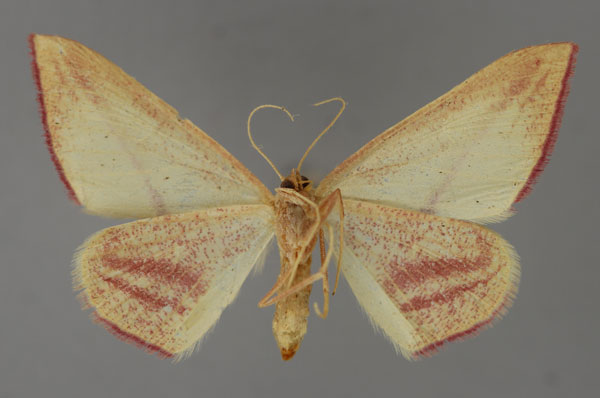 /filer/webapps/moths/media/images/E/extenuata_Chloryrethra_A_ZSM_02.jpg