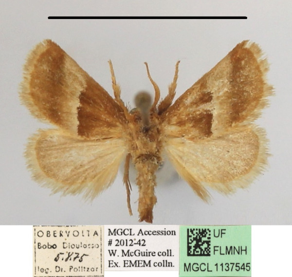 /filer/webapps/moths/media/images/E/extenuata_Halseyia_A_MGCLa_01.JPG