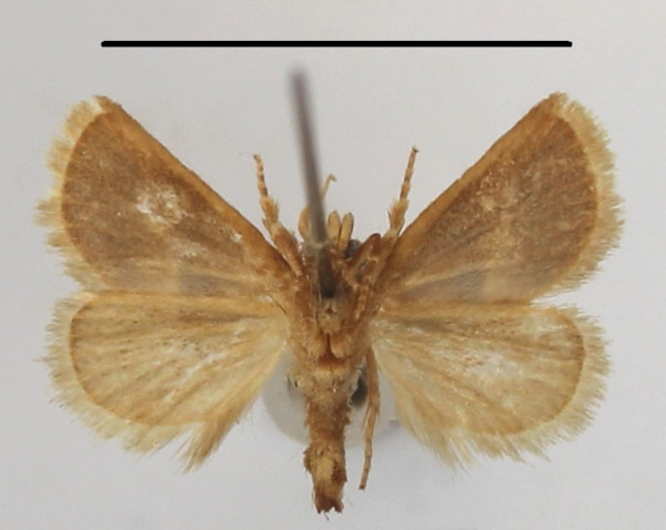 /filer/webapps/moths/media/images/E/extenuata_Halseyia_A_MGCLb_01.JPG