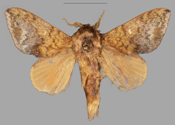 /filer/webapps/moths/media/images/E/extenuata_Hypotrabala_AM_Mueller.jpg