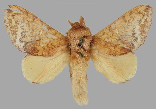 /filer/webapps/moths/media/images/E/extenuata_Hypotrabala_AM_RMCA.jpg