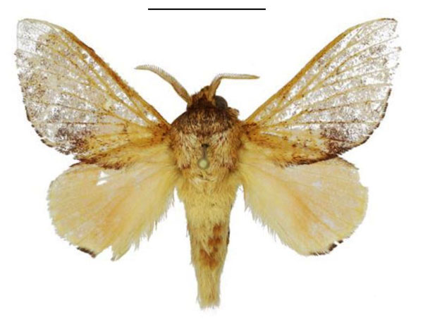 /filer/webapps/moths/media/images/E/extenuata_Hypotrabala_PTM_ANHRT.jpg