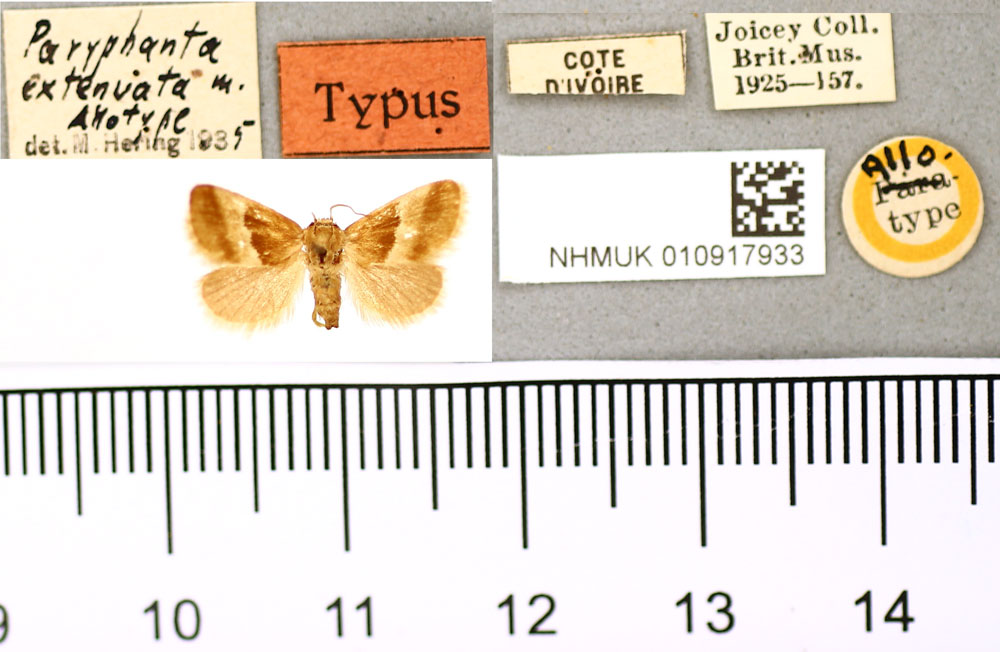 /filer/webapps/moths/media/images/E/extenuata_Paryphanta_AT_BMNH.jpg