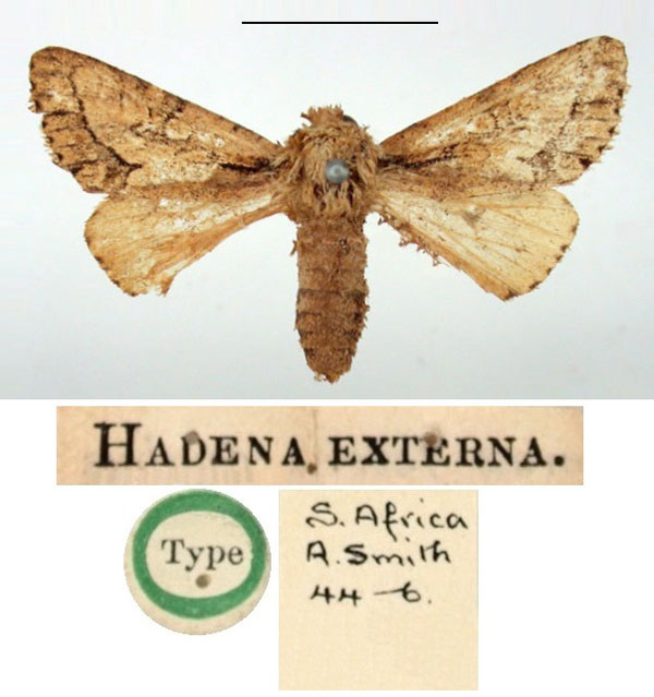 /filer/webapps/moths/media/images/E/externa_Hadena_HT_BMNH.jpg