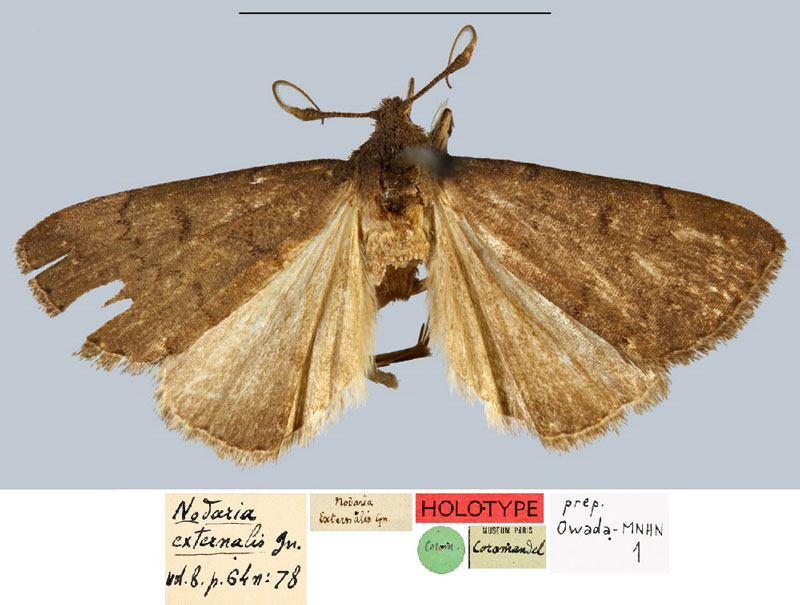 /filer/webapps/moths/media/images/E/externalis_Nodaria_HT_MNHN.jpg
