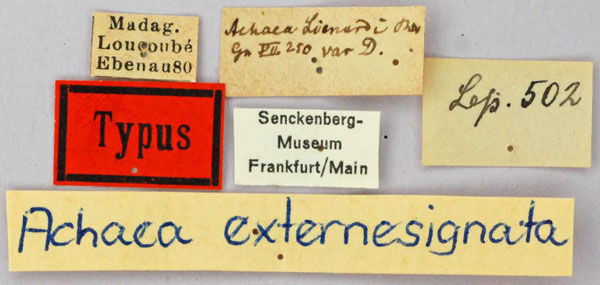 /filer/webapps/moths/media/images/E/externesignata_Ophisma_HT_SNMFl.jpg