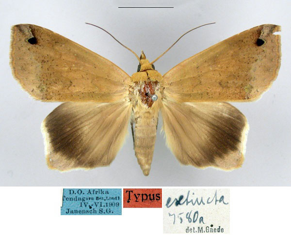 /filer/webapps/moths/media/images/E/extincta_Anua_HT_MfN.jpg