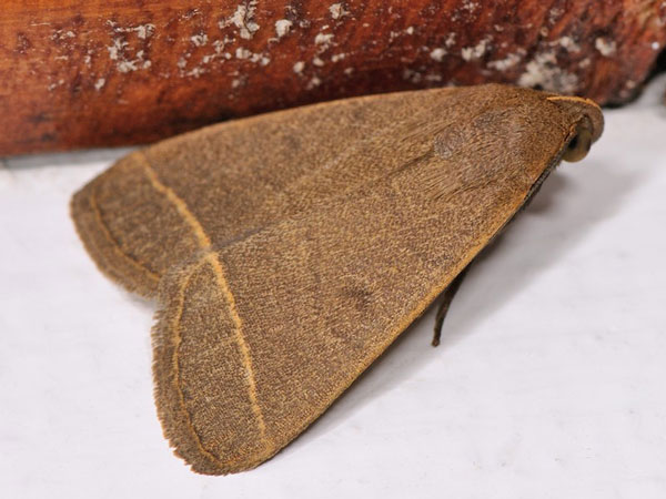 /filer/webapps/moths/media/images/E/extinctalis_Simplicia_A_Mazzei_01.jpg