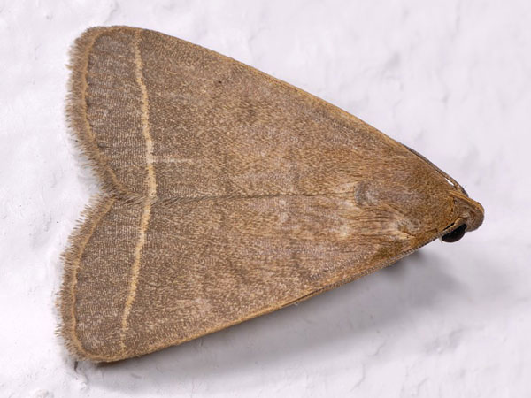 /filer/webapps/moths/media/images/E/extinctalis_Simplicia_A_Mazzei_02.jpg