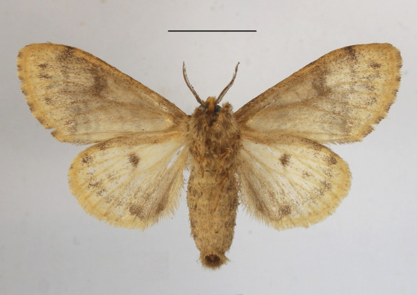 /filer/webapps/moths/media/images/E/extorta_Laelia_AF_MGCLb_03.jpg