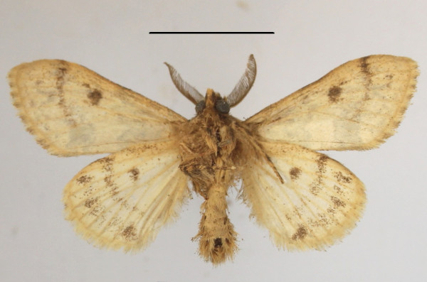 /filer/webapps/moths/media/images/E/extorta_Laelia_AM_MGCLb_01.jpg