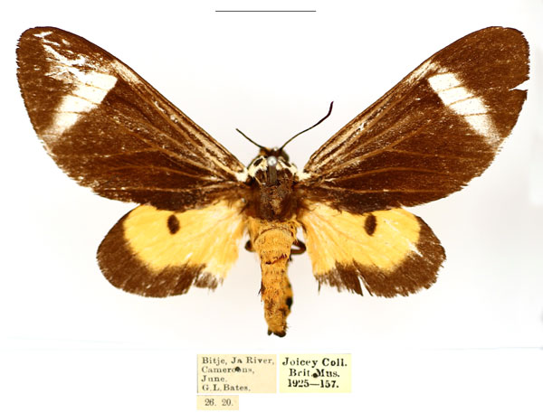 /filer/webapps/moths/media/images/E/extranea_Casphalia_AF_BMNH_0fNDNlC.jpg