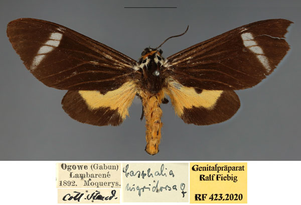 /filer/webapps/moths/media/images/E/extranea_Casphalia_AF_MfN.jpg