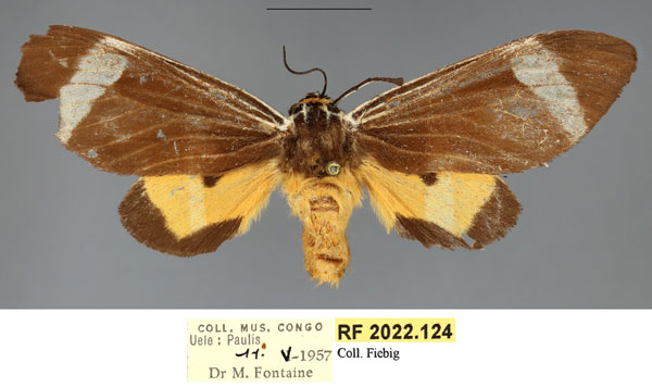 /filer/webapps/moths/media/images/E/extranea_Casphalia_AF_RMCA.jpg