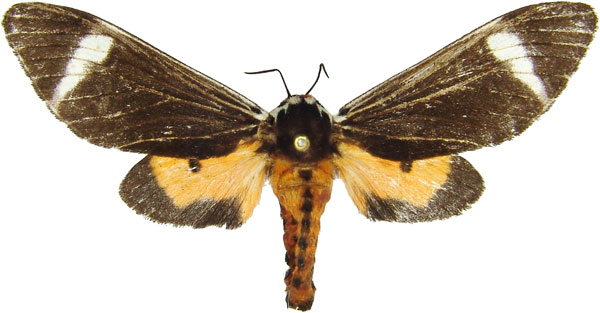 /filer/webapps/moths/media/images/E/extranea_Casphalia_AM_MCJM.jpg