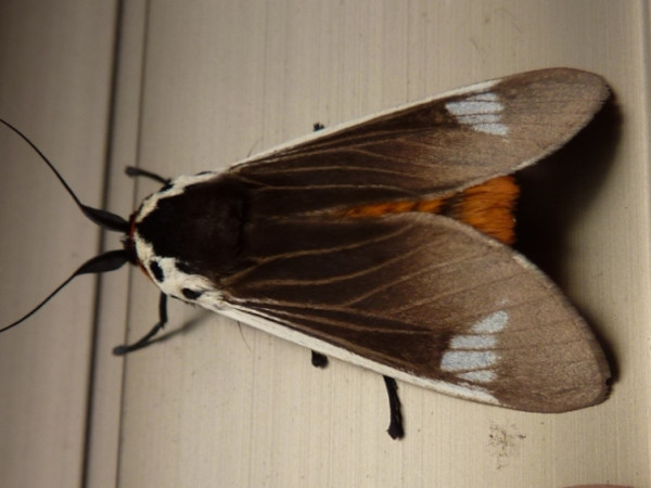 /filer/webapps/moths/media/images/E/extranea_Casphalia_A_Staley.jpg