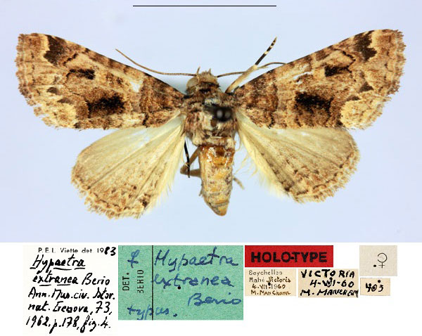 /filer/webapps/moths/media/images/E/extranea_Hypaetra_HT_MNHN.jpg