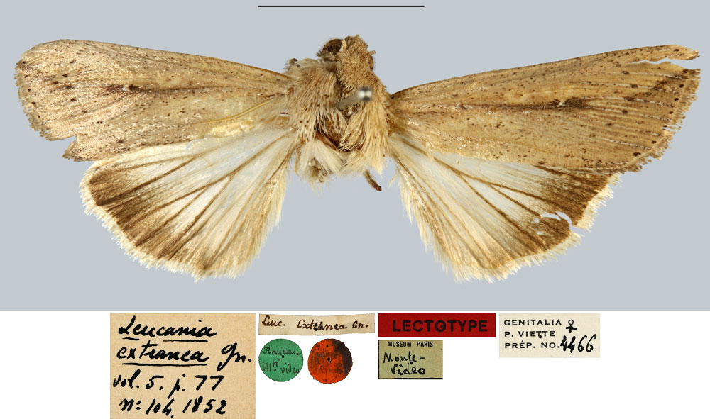 /filer/webapps/moths/media/images/E/extranea_Leucania_LT_MNHN.jpg