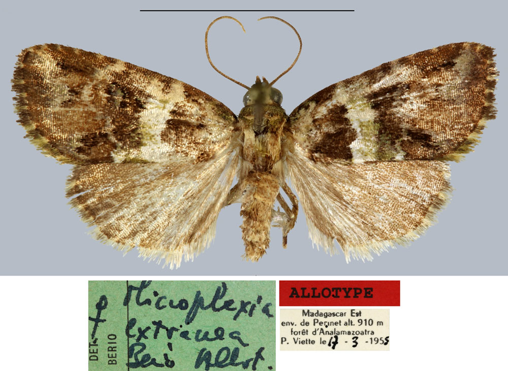 /filer/webapps/moths/media/images/E/extranea_Microplexia_AT_MNHN.jpg