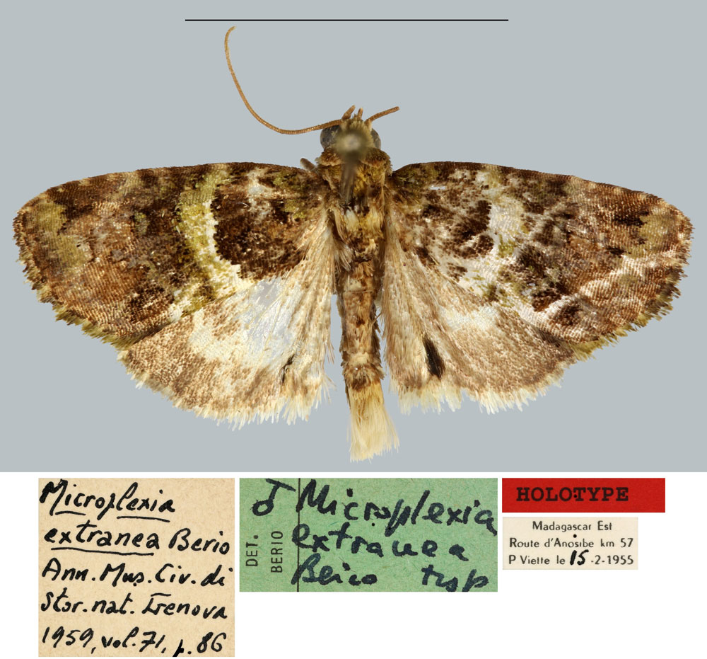 /filer/webapps/moths/media/images/E/extranea_Microplexia_HT_MNHN.jpg