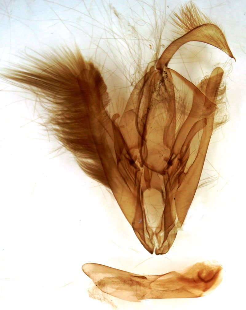 /filer/webapps/moths/media/images/E/extrema_Eudrapa_GMHT_Berio-761.jpg