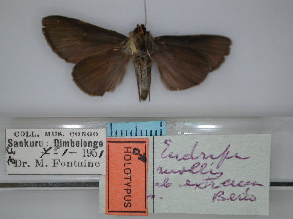 /filer/webapps/moths/media/images/E/extrema_Eudrapa_HT_RMCA_02.jpg