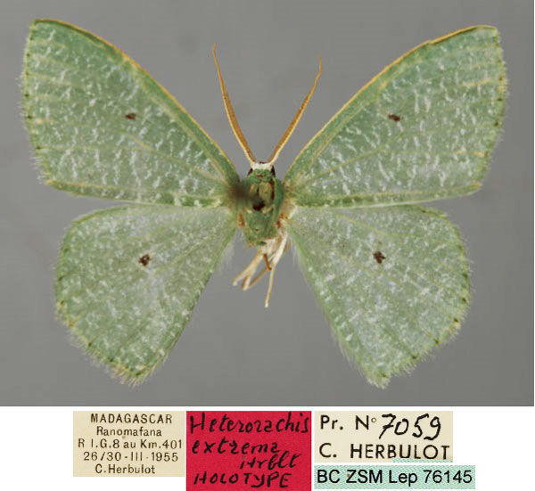 /filer/webapps/moths/media/images/E/extrema_Heterorachis_HT_ZSM_01.jpg